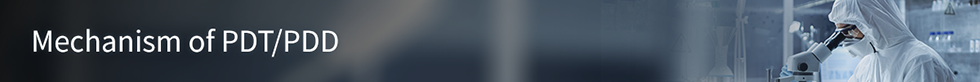 PDT/PDD 기전
